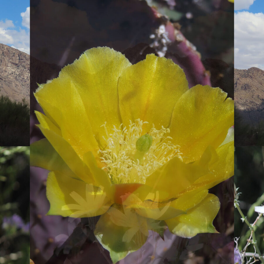 Cactus Flower