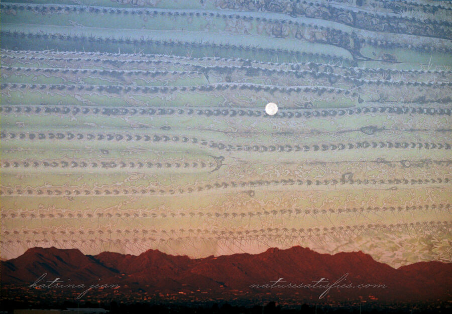 Saguaro Sunset