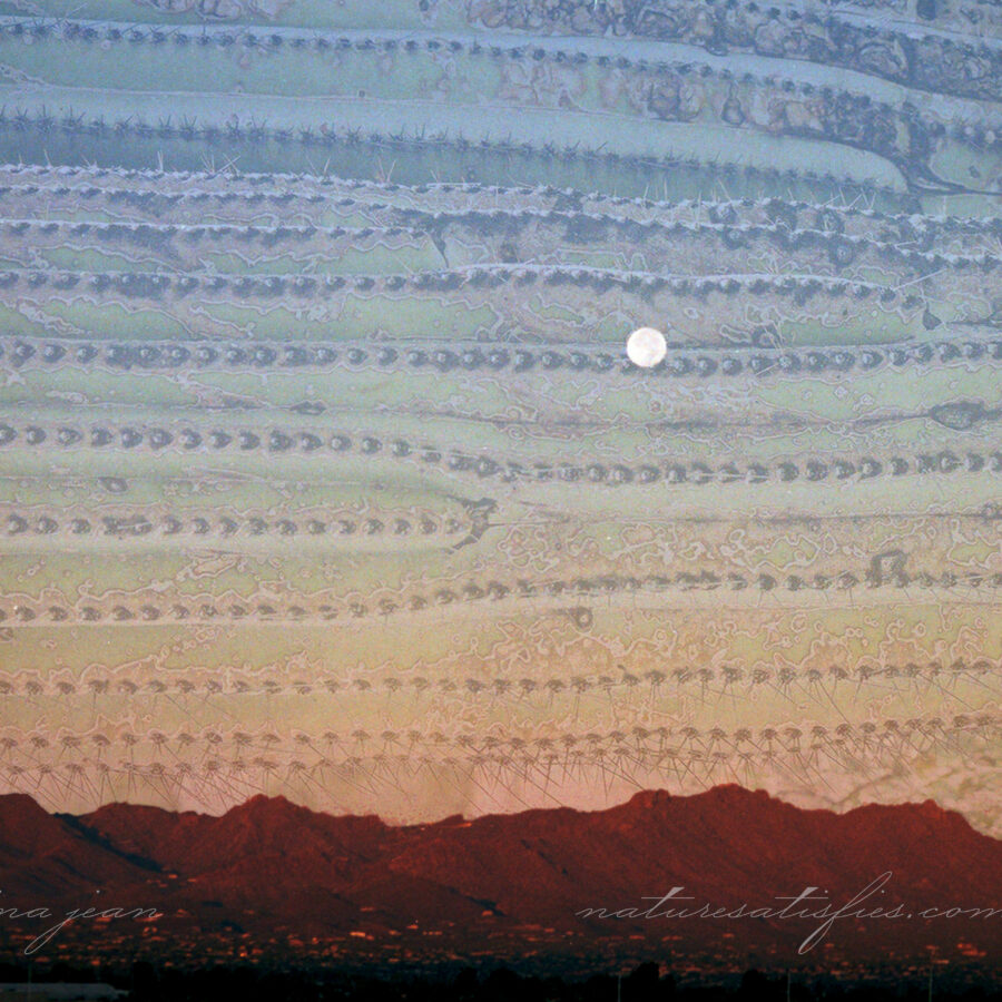 Saguaro Sunset