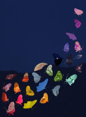 Moon Butterflies