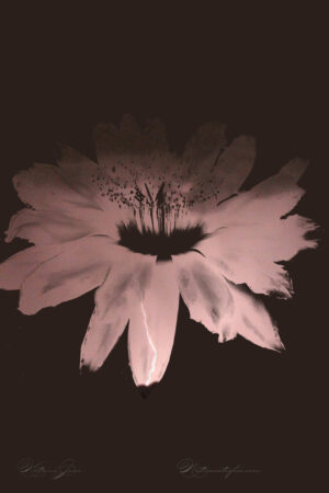 Lightning Cactus Flower