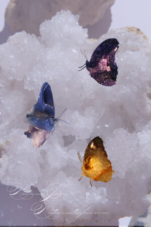 Butterfly Gems