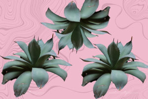 Agaves in Pink
