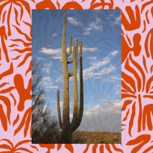 Sabino Saguaro